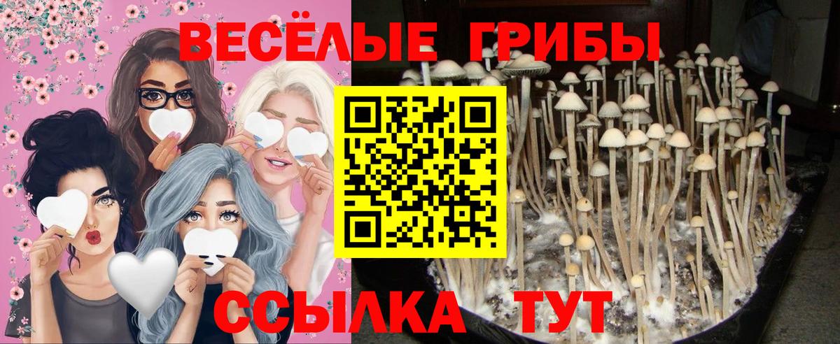 Галлюциногенные грибы Psilocybine cubensis  где купить наркоту  Тамбов  Вход с VPN 